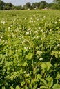 Field of the blossoming sowing campaign buckwheat in the Ukrainian village