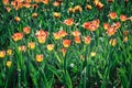 Summer the field of the blossoming tulips of red and yellow colors in beams setting the sun Royalty Free Stock Photo