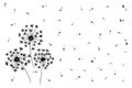 Hand draw three furry bloomy dandelions and blowball`s fluffy seeds on isolated white background, nature floral pattern
