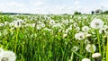 Field of blowballs green meadow Royalty Free Stock Photo