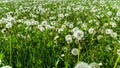 Field of blowballs green meadow Royalty Free Stock Photo