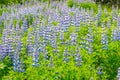 Field of Blue Alaskan lupins lupinus nootkatensis Royalty Free Stock Photo