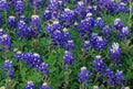 Field of Blue Bonnets Royalty Free Stock Photo