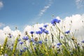 Field from blue cornflower