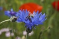 Delicate field cornflower with a bee Royalty Free Stock Photo