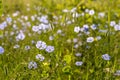 Field of Blue Flax Blooms In Summer Royalty Free Stock Photo