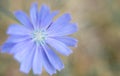 Field blue flower cornflower shot close up on a beautiful background in a summer meadow Royalty Free Stock Photo