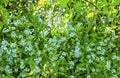 Forget-me-not field of the sun Royalty Free Stock Photo