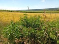 Field and blue horizon on premium hiking-trail Moselsteig Royalty Free Stock Photo