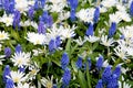 Field with blue Muscari botryoides and white Myosotis