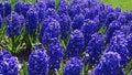 Purple and blue hyacinth flowers