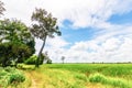 Field and sky to be landscape. blue sky and nice cloud. The field is agriculture. Big tree near the field. Royalty Free Stock Photo