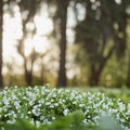 Field of blue small wild veronica persica forget-me-not spring Royalty Free Stock Photo