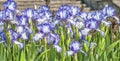 Blue white iris blooms,photo art Royalty Free Stock Photo