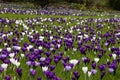 Field of blue white and purple crocus Royalty Free Stock Photo