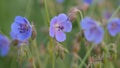 The field-blue wild geranium. Green field in summer.