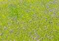 Field flowers and grass background. Royalty Free Stock Photo