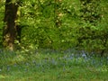 A field of bluebell flowers in the gree forest in the Lake District Royalty Free Stock Photo