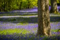 Bluebells in Cornwall