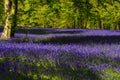 Bluebells in Cornwall