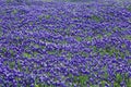 Field of bluebonnets in bloom Spring Willow City Loop Rd. TX Royalty Free Stock Photo