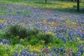Field of Bluebonnets and Paintbrush Royalty Free Stock Photo