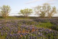 Field of Bluebonnets and Paintbrush, Mach Road, Near Ennis, Texas