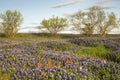 Field of Bluebonnets and Paintbrush, Mach Road, Near Ennis, Texas