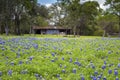 Field of Bluebonnets in a Rural Area of Texas Hill Country Royalty Free Stock Photo