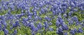 Field of Bluebonnets in Texas Royalty Free Stock Photo