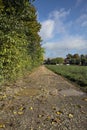 Field bordered by trees with a path that leads to a group of buildings on a cloudy day in the italian countryside Royalty Free Stock Photo