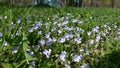 Wild flowers are no less beautiful than the garden Royalty Free Stock Photo