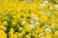 Field of Brassica