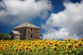 Field of bright blooming sunflowers by an old wood house.