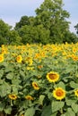 Field of bright and colorful sunflowers under the warmth of late summer skies Royalty Free Stock Photo