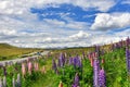 Lupine field in New Zealand Royalty Free Stock Photo
