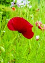 Field of bright corn poppy flowers Royalty Free Stock Photo