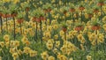 Field of bright flowers in Netherlands, Keukenhof. Fritillaria imperialis garland star and hippeastrum double diamond group Alaska