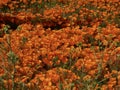 Field of Blooming California Poppies Tight