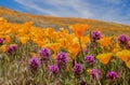 Field of bright orange poppies and purple owls clover wildflowers