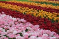 Field of bright pink, red and yellow tulips flowers with selective focus. Spring or summer concept. Spring background Royalty Free Stock Photo