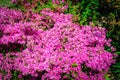 Field of bright pink rhododendrons blooming, rhododendron flowers