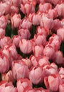 Field of bright pink tulips at Goztepe Park in Istanbul, Turkey Royalty Free Stock Photo