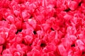 Field of bright pink tulips illuminated by sunlight close-up in Istanbul, Turkey Royalty Free Stock Photo