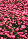 Field of bright pink with white tulips in full bloom in Goztepe Park in Istanbul, Turkey Royalty Free Stock Photo