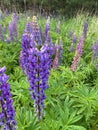 Field of bright purple lupines vertical Royalty Free Stock Photo