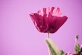 Field of bright red corn poppy flower Royalty Free Stock Photo