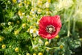 Field of bright red corn poppy flower Royalty Free Stock Photo