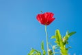 Field of bright red corn poppy flower Royalty Free Stock Photo