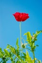 Field of bright red corn poppy flower Royalty Free Stock Photo